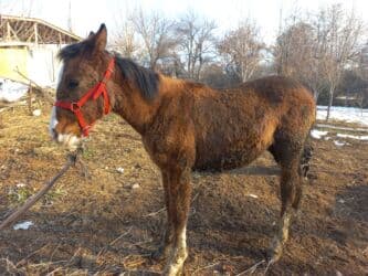эркек ит: Ургаачы 5 6 ай жакшы кулун Суйлошуу жолу бар — 5