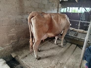 Үй жаныбарлары: Сатам | Уй (ургаачы) | Сүт алуу үчүн | Музоологондон кийин — 2