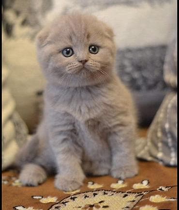 канадский сфинкс: Шотландская вислоухая кошка (Scottish Fold), котята 2 месяца, уже сами — 1