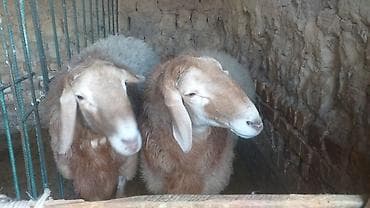 искусственное осеменение овец цена: Продаю | Баран (самец) — 1