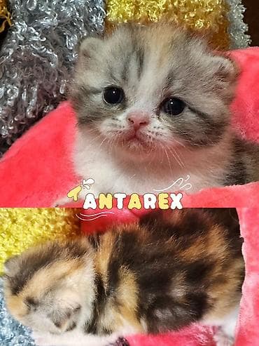 Животные: Чистопородные шотландские котята от красивой привозной пары (Россия) — 2