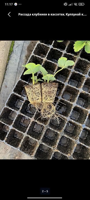 клубника ягоды: Продается Рассада Клубники,Ксд сортов,Альба,Азия,Клери,Миценова,самые — 5