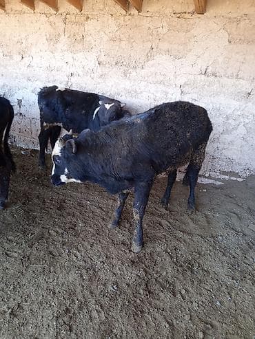 Продаю | Бык (самец) | На откорм