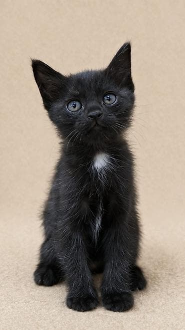 Отдадим котят в добрые руки! Котятам 2 месяца. Ласковые, игривые и