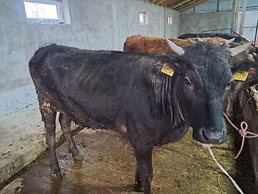 Коровы, быки: Продаю | Тёлка — 1