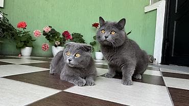 пчелы матка: Великолепные котята в возрасте 50 дней (Скотиш фолд и Скотиш страйт ) — 2