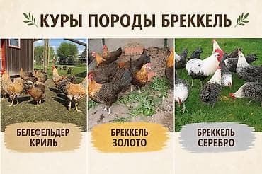 собаки сокулук: Сатам | Тооктор | Көбөйтүү үчүн — 1