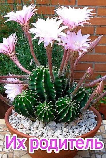 Диффенбахии: 1)Кактус Эхинопсис ( цветет часто, вместе с коричневым горшочком — 3