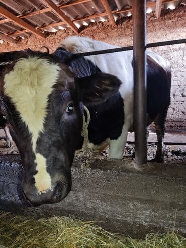 отдам в добрые руки собаку: Продаю | Бык (самец) | Для разведения | Племенные — 9