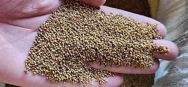 лекарство для животных: Семена люцерны . Продаю урожай 2025 год — 1