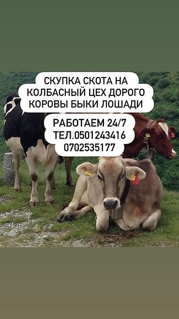 дом для собаки: Колбасный цех : Коровы, быки, | Круглосуточно — 1