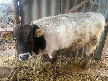 жаны асый: Сатам | Бука (эркек) | Швиц | Бордоп семиртүү үчүн | Асыл тукумдуу — 2