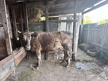 барда для коров: Продаю | Корова (самка) | Для разведения, Для молока — 4