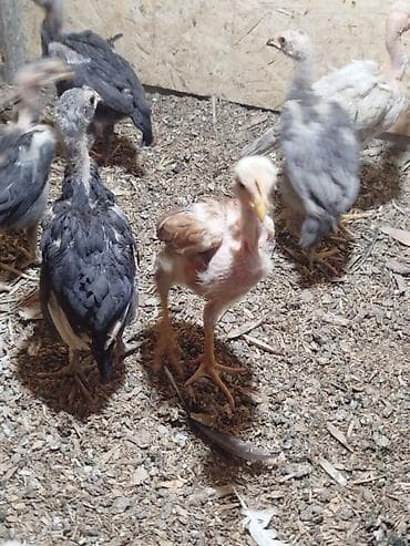 питомник сфинксов бишкек: Дакан Ганой шалпан Мадагаскар шалпан жожолор сатылат алмашу жолдору — 3