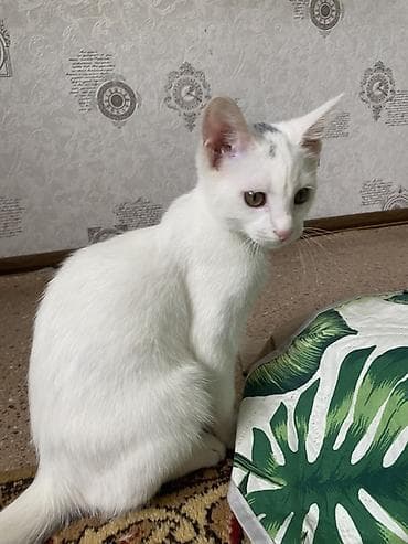 Кошка даром: Ангорская, 5 месяцев, Мальчик, Приучена к лотку — 2
