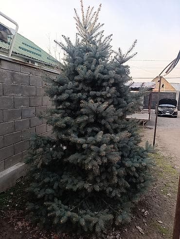 елки новогодние купить: Ёлка 3 метра — 4