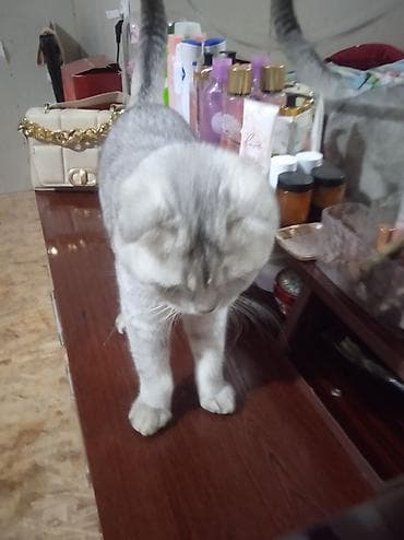 шпиц собака цена бишкек: Шотландская вислоухая кошка (Scottish Fold), окрас серебристый — 3