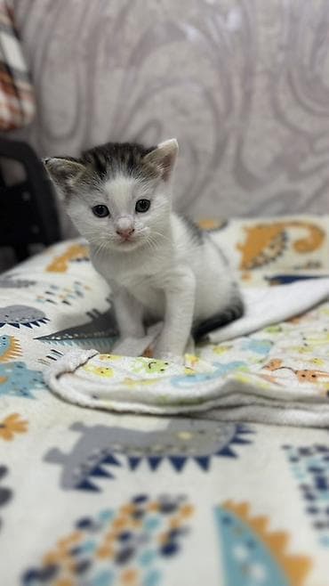 scottish fold: Беспородная, 2 месяца, Мальчик, Биколор, Приучена к лотку — 4