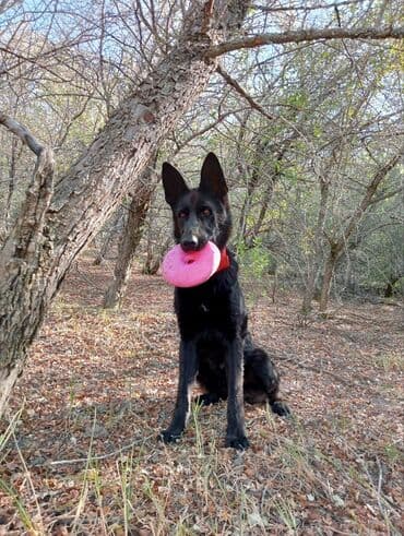 Вязка собак: Собака даром: Немецкая овчарка, 8 месяцев, Самец, С прививкой — 1