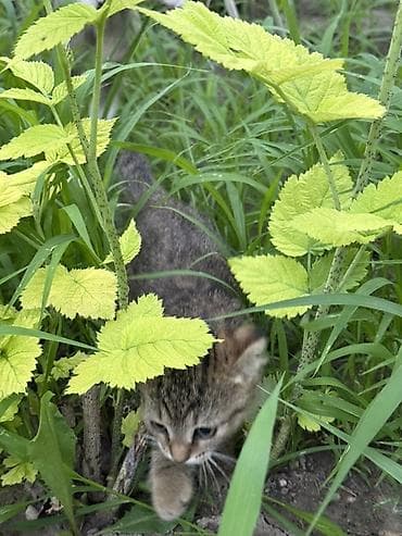 scottish fold: Скотиш Фолд (Шотландская вислоухая), 2 месяца, Девочка — 5