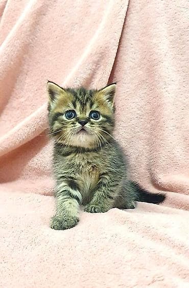 scottish fold: Скотиш Страйт (Шотландская прямоухая), 1 месяц, Девочка, Приучена к лотку, Проглистована — 2