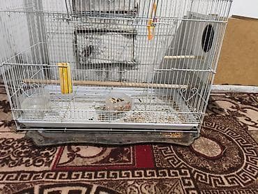 сеамская кошка: Корелла (нимфа) с клеткой и аксессуарами - Порода: корелла (нимфа) — 5