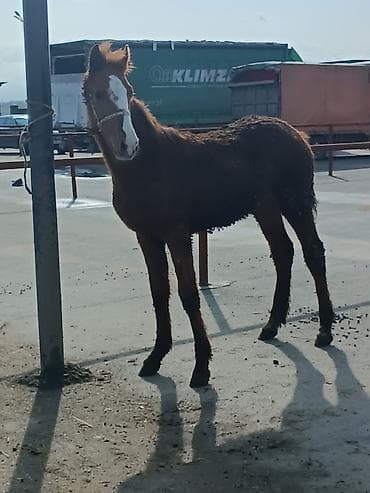 ат сатып алам: Продаю | Жеребенок | Рабочий — 1