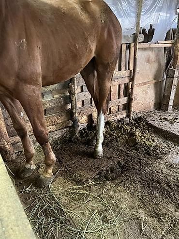 собаки бишкек купить: Продаю | Жеребец | Дончак | Для разведения — 5