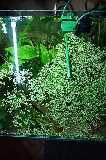 растения аквариумные купить: Продам на 30 литров квариум кубообразный со всем содержимым: Фильтр — 2