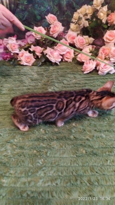 куда можно отдать собаку в бишкеке: Бенгальская, 2 месяца, Девочка — 7