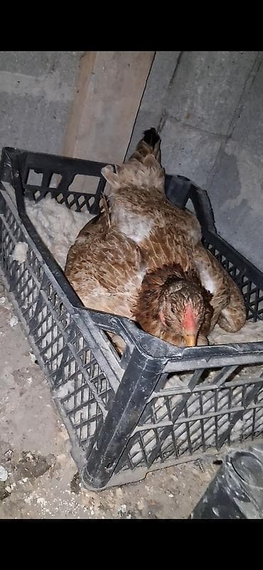 домашный курица: Продаю | Куры | Домашняя | Для разведения — 1
