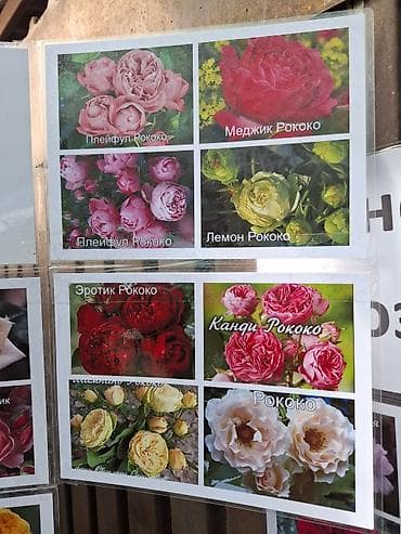 Саженцы — 3