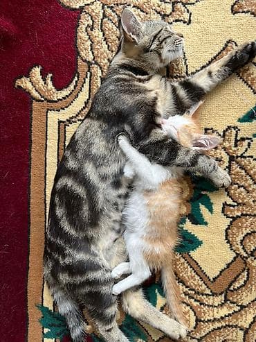 отдам в хорошие руки кошку: Кошка даром: Беспородная, 10 месяцев, Девочка, Кастрирована, Метис, Приучена к лотку — 8