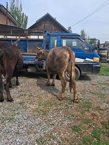 коровы самка: Продаю | Корова (самка) | Полукровка | Для молока | Привязанные — 8