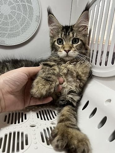 мейкун котята: Продажа мощные котята мейн-Куны, Крупный костяк, мощные лапы и длинный — 5