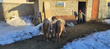 ит базар бишкек: Сатам | Кочкор (эркек) — 7