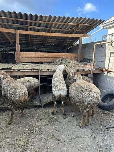 ит албай: Сатам | Ургаачы кой (ургаачы) | Көбөйтүү үчүн | Токту — 10