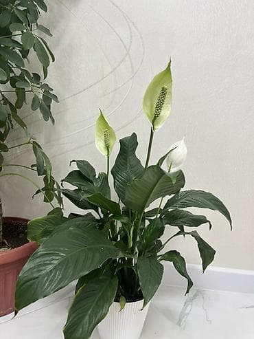 комнатные пионы купить: Комнатные растения в горшках: 1) Эпипремнум (потос) «Golden/Marble — 5