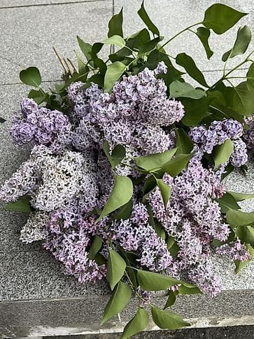 фиолетовая лампа: Сирень садовая срезка — крупные пышные ветки - Сортовая сирень с — 2