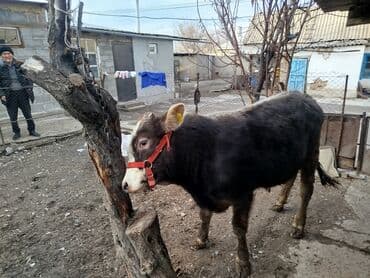 рабочий аттар: Продаю | Бык (самец) | Полукровка, Монбельярд | На откорм | Привязанные — 7