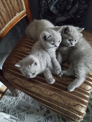 абиссинские коты: Британские короткошёрстные котята, окраса светлый крем/голубой. - — 1