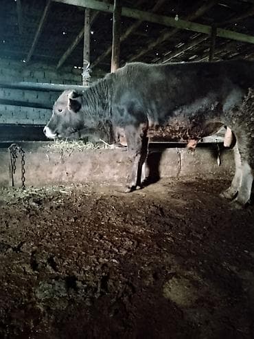 Сатам | Бука (эркек) | Бордоп семиртүү үчүн — 3