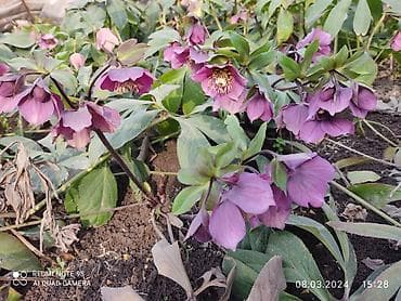 продаю постельное бельё: Морозник. Цветы. Первоцвет. Многолетник. Зимует без укрытия, может — 1