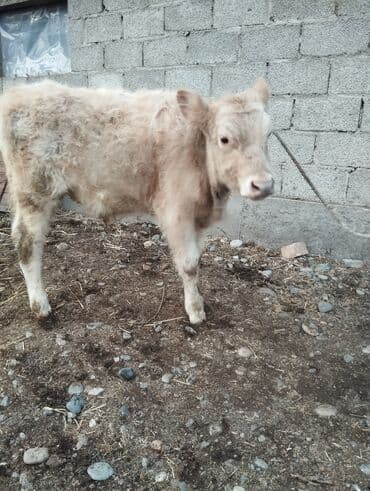 щенок питбуля купить: Продаю | Музоо, торпок | На откорм | Привязанные — 1