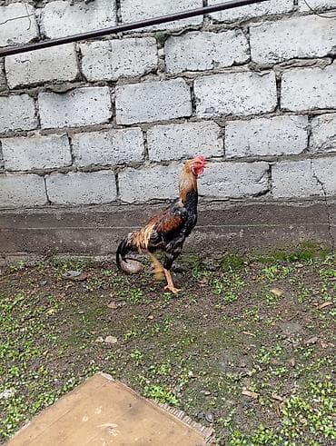 кунай минато: Продаю | Петух | Дакан | Для боев — 8