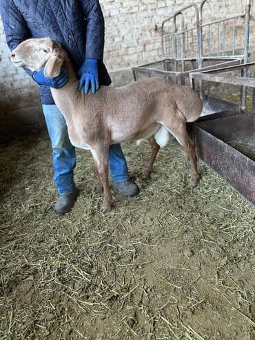 продаю в связи с переездом: Продаю | Баран (самец) | Арашан | Для разведения | Осеменитель — 3