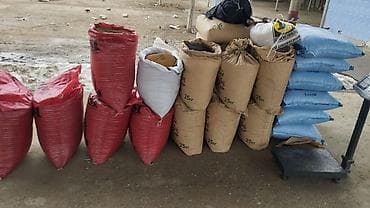 семена маями: Семена кормовых растений: Люцерна, Бесплатная доставка — 1