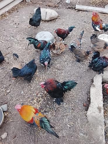 курятник: Продаю | Куры | Для разведения — 2