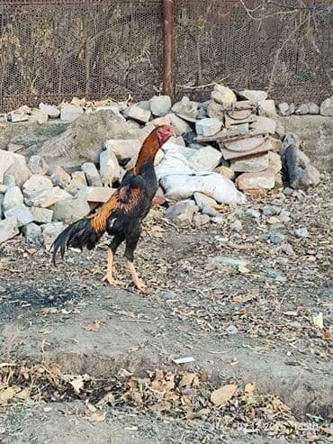 объявления о найденных собаках: Продаю | Петух | Дакан | Для боев — 8