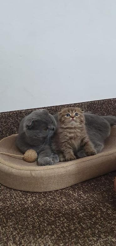 Мышыктар: Скотиш Фолд (Шотландиялык шалпаң кулак), 2 айлык, Ургаачы, Боз, Лотокко барууга үйрөтүлгөн — 8